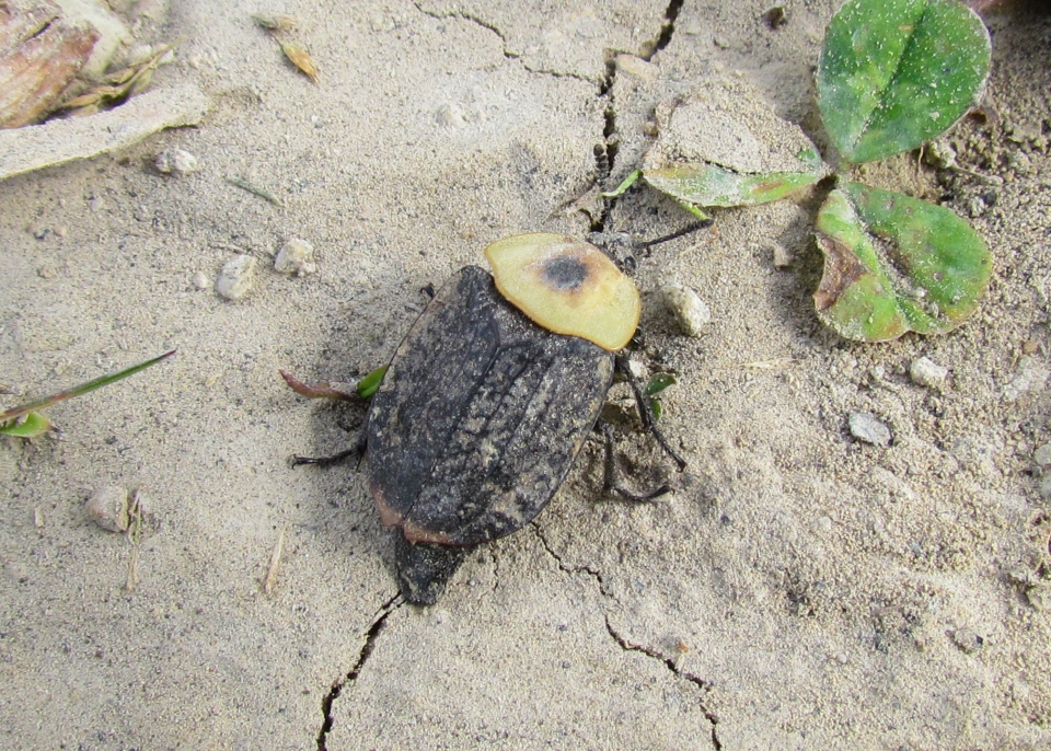 American Carrion Beetle